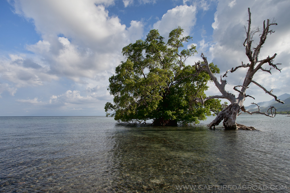 Tree/Seascape off Atauro island