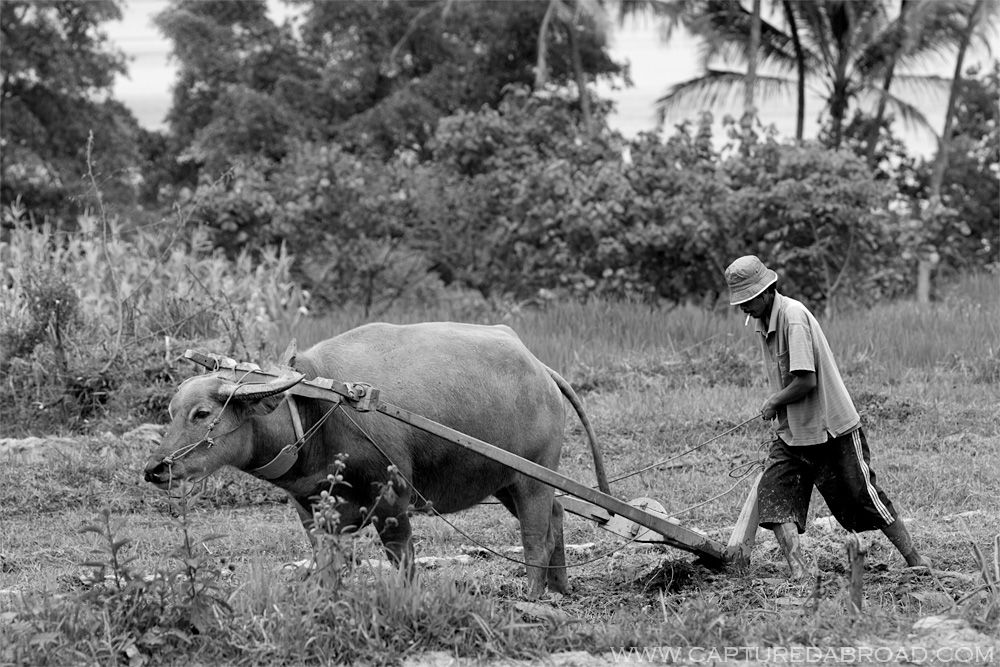 Indonesia Buffalo rice paddy