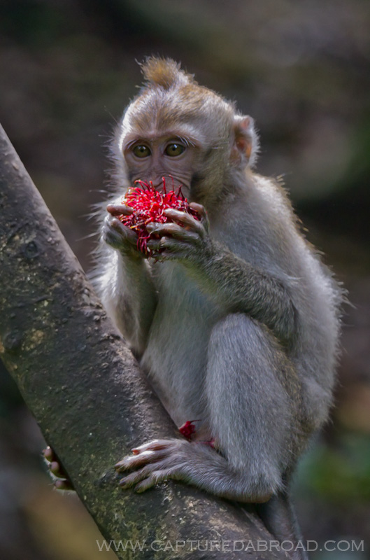 Monkey eating lychee in sanctuary in Ubud, Bali