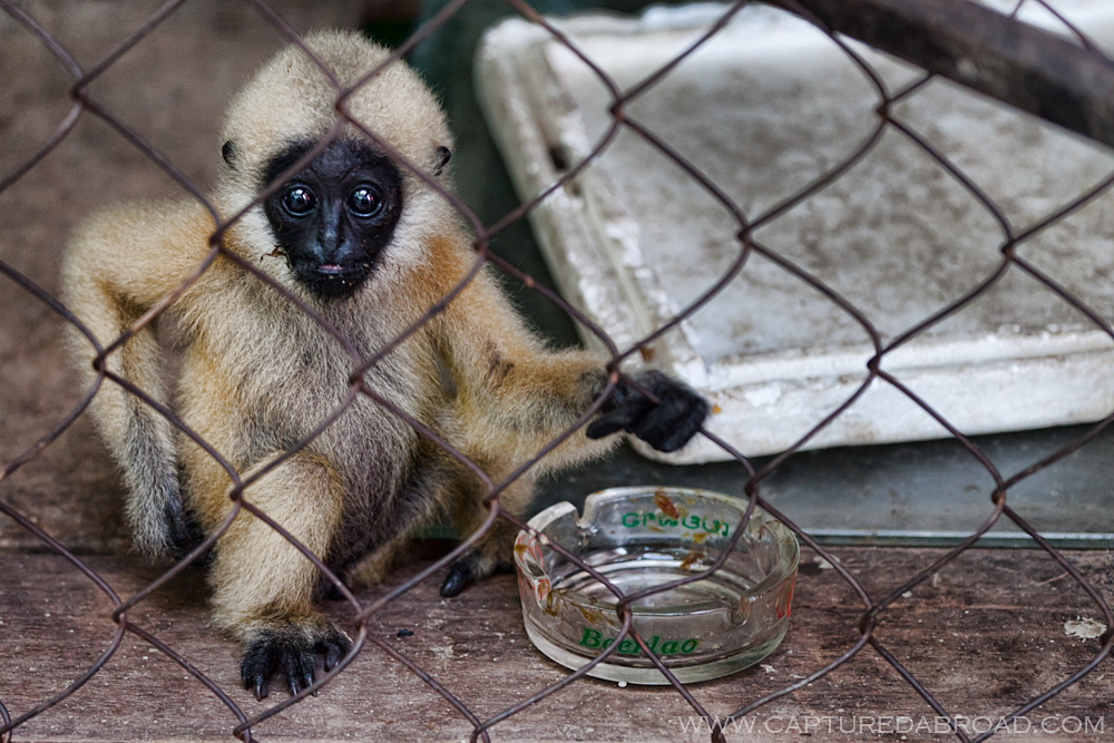 Monkey business - Vientiane