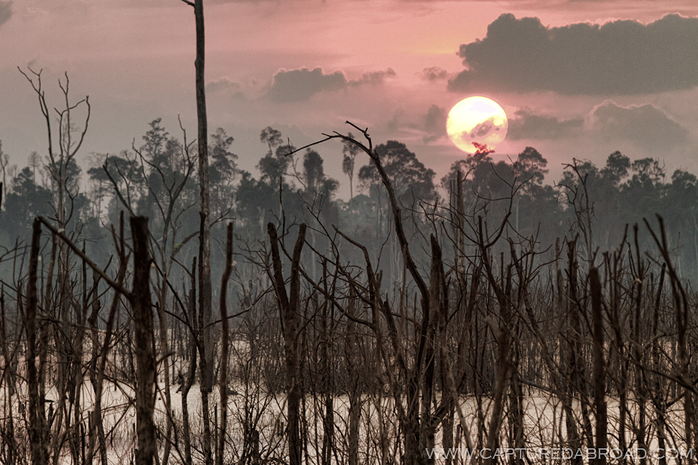 Mangroves seen during the "Thakhek loop" at sunset