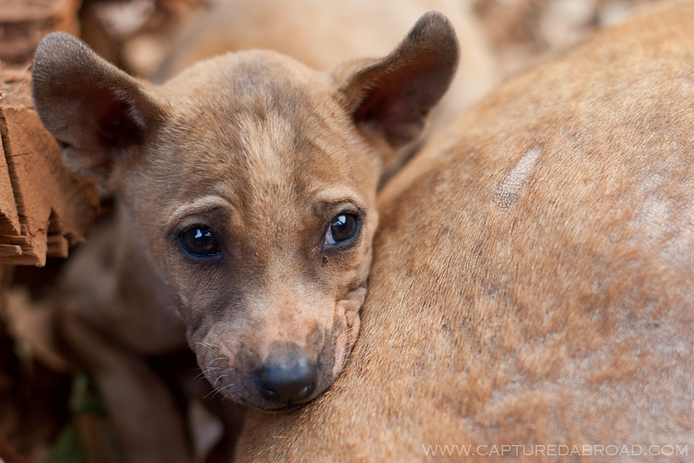 Dog at Lahu village outside Chiang Mai