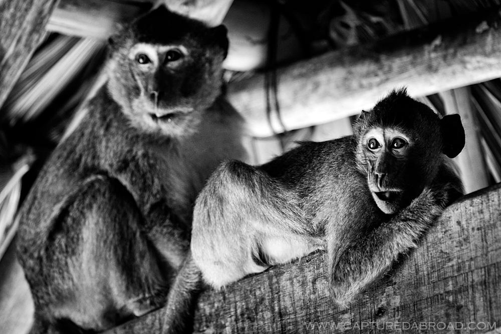 Black and white monkeys