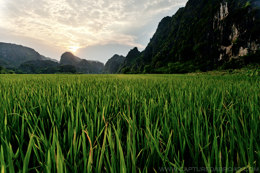 Rice field, vietnam
