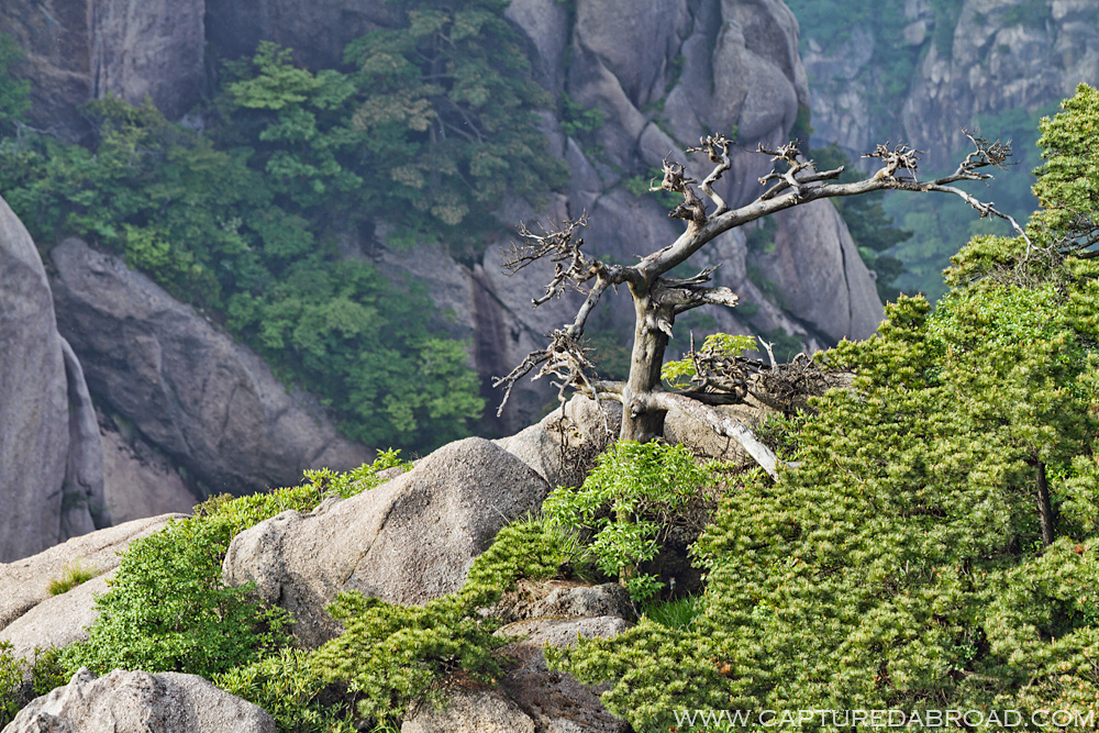 Huangshan "Yellow Mountain"