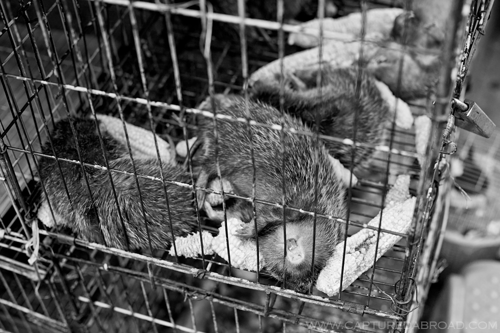 Not quiet a pet shop...