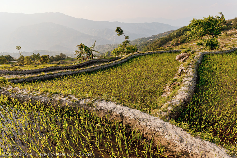 Yunyang rice fields