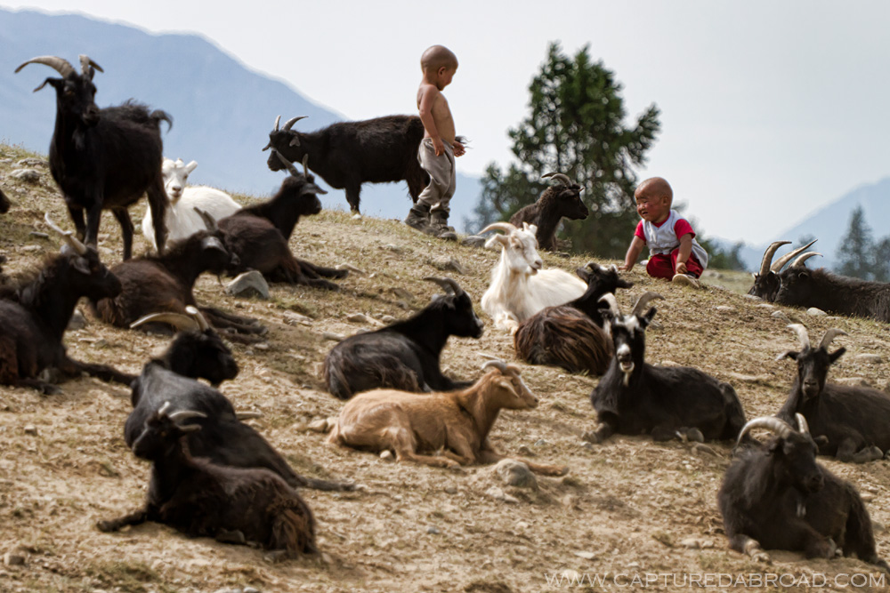 Goats and kids on a hill in the Khurgan Nuur lakes region