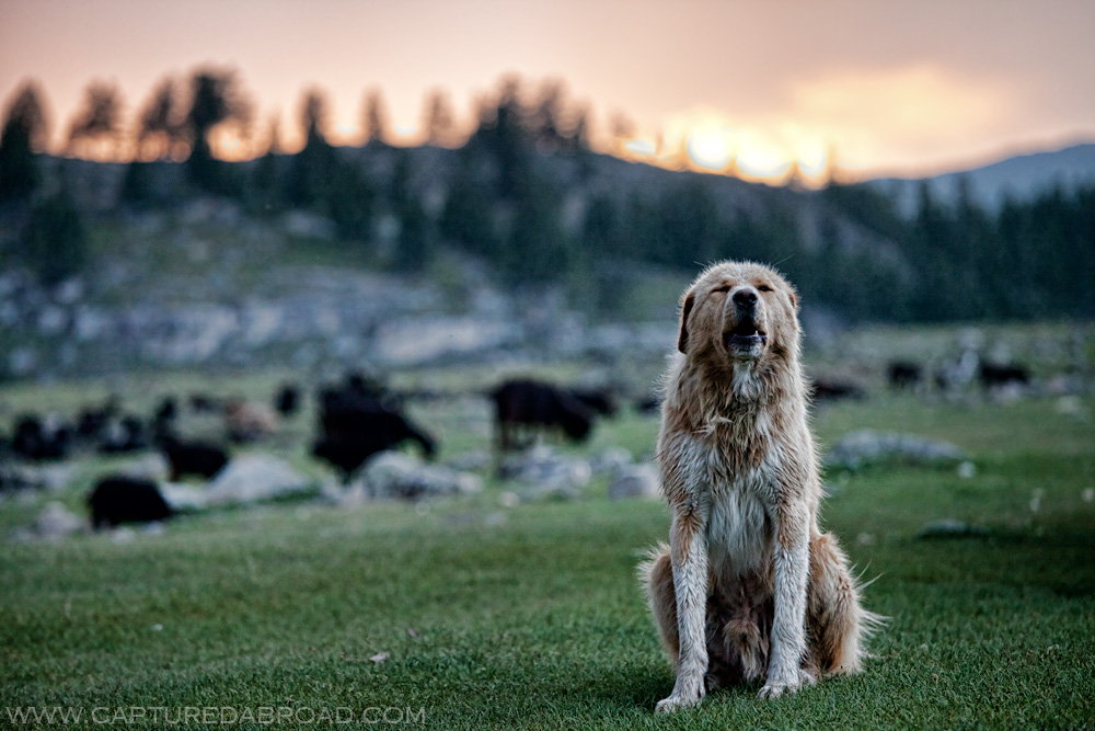 Dog howls alongside the Khurgan Nuur, Altai Tavan Bogd