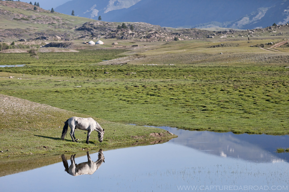 Horse reflection in waters above the Khurgan Nuur Mongolia