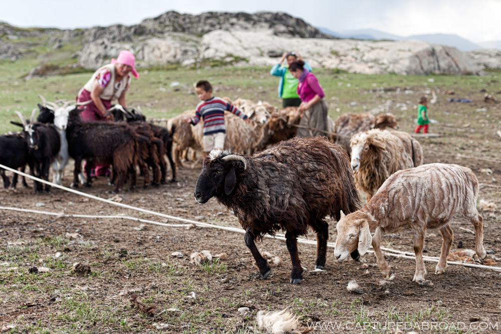 Goat milk, khurgan nuur Mongolia Bayan-Ölgii