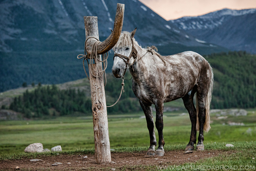 Black and silver horse tied up to a post, mongolia