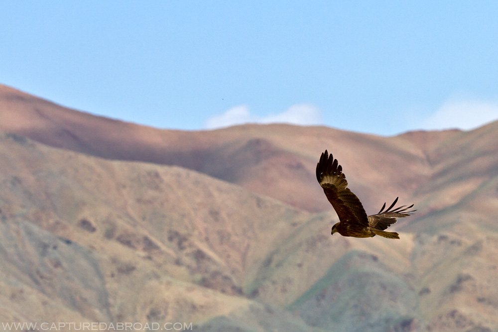 Eagle flying in front of mountains western Mongolia