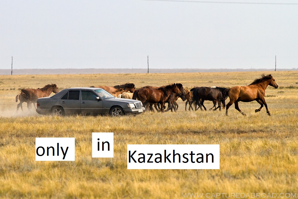Herding horses - Korgalzhyn State Nature Reserve 