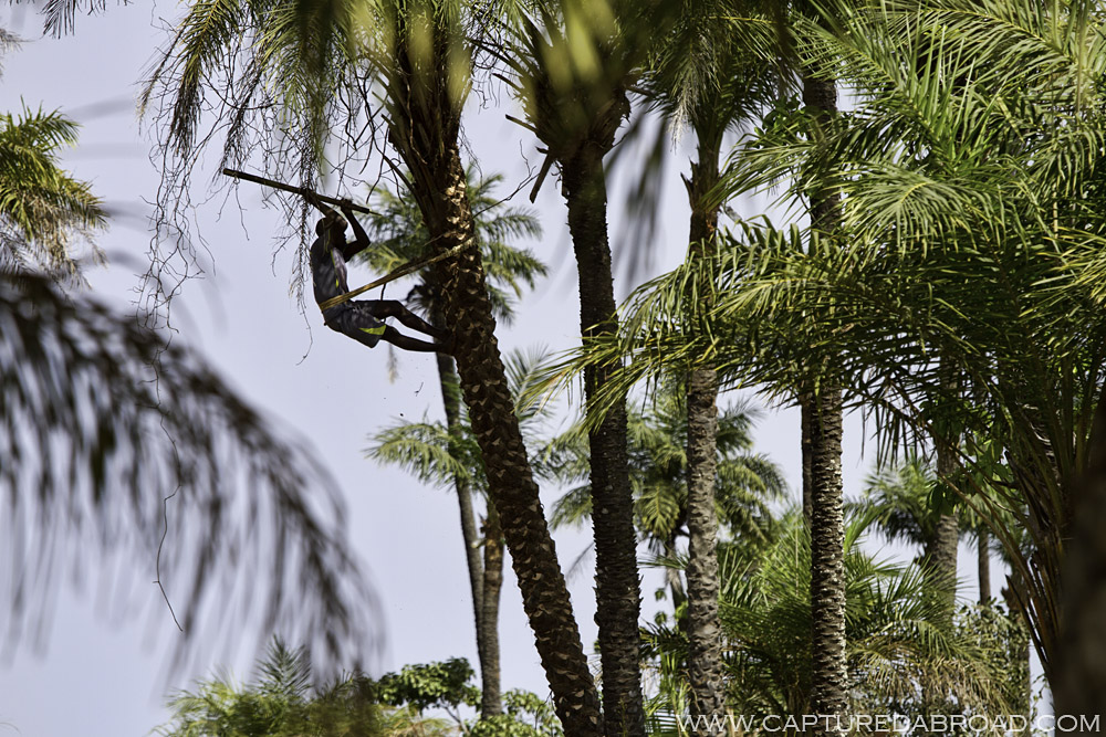 Palm tree trimming along the Casamance river, Ziguinchor